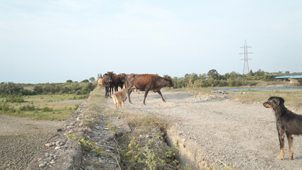 Georgian cows walk along the old bridge