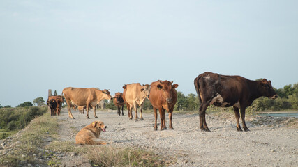 Georgian cows walk along the old bridge