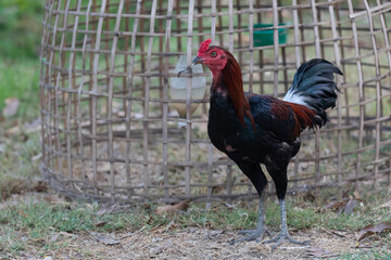 rooster in the farm in Thailand