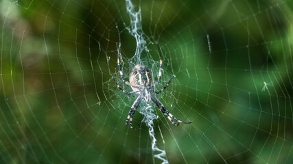 spider waiting a prey