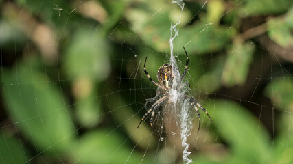 spider waiting a prey