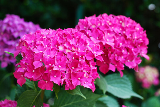Fiori di ortensia rosa in un giardino in un giorno di primavera.
