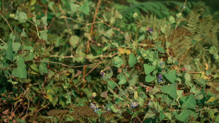 wild berries in the wild forest