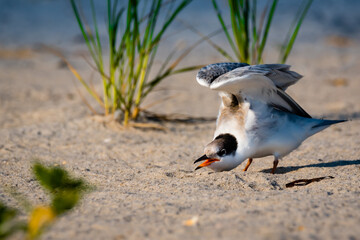 a juvenile tern is stretching  her body on the beach with green tall grasses