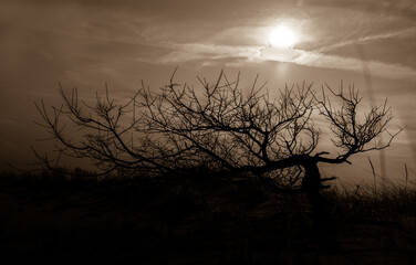 Obraz na płótnie Canvas silhouette of a tree in the sunset