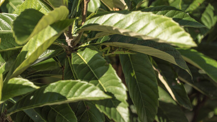 
mantis among the leaves