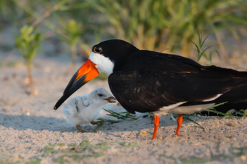 A skimmer family on the beach with a protective adult