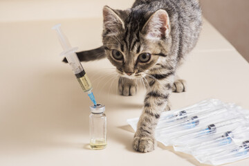 Honey, funny cat plays with a medical syringe. Vaccination of cats. Veterinary vaccination for animals.