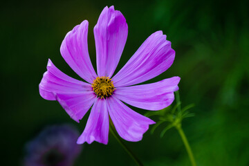 purple flower