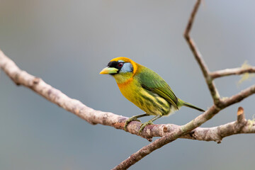 red-headed barbet (Eubucco bourcierii) female sitting on a branch in the mountains of Central Costa Rica