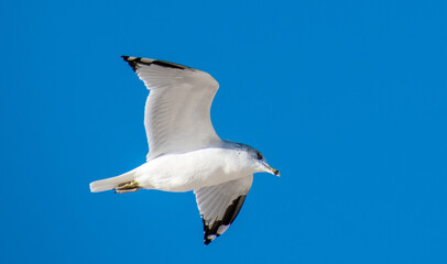 seagull in flight in the blue sky