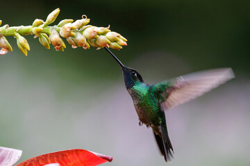 Magnificent Hummingbird (Eugenes fulgens)  flying next to a bromelia to get nectar in the rainforest in San Gerardo del dota, Savegre, Costa Rica