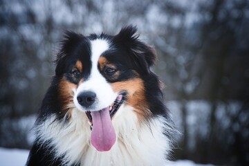 Australian Shepherds in winter in the snow