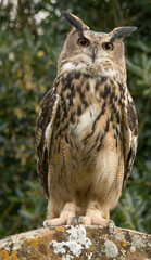 Eagle Owl on gravestone