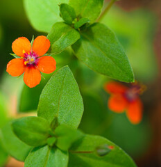 Macro of orange flower with vivid green leaves