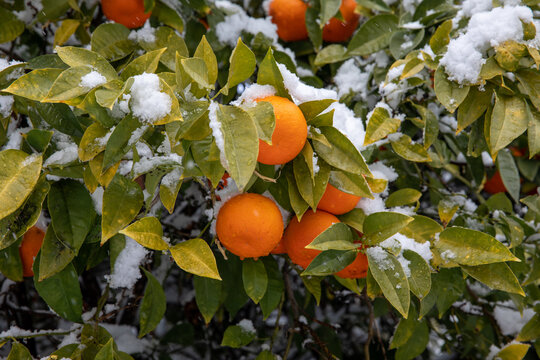 Tangerines on the tree branches covered with snow in Athens, Greece, 17th of February 2021.