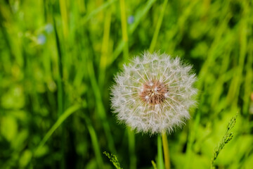 Meadow of white dandelions. Summer field. Dandelion field. spring background with white dandelions. Seeds. Fluffy dandelion flower against the background of the summer landscape. field with dandelion.
