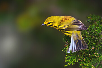 Prairie Warbler bird on a pine branch looking for insects