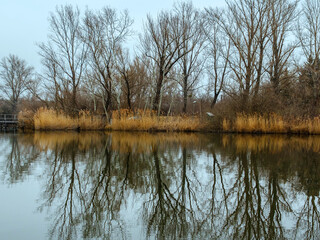 Fototapeta premium Row of trees on the shore of the lake are reflecting in the water.