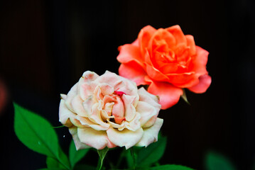 Due piccoli fiori di colore bianco e arancio.