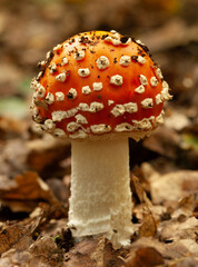 fly agaric mushroom