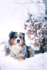 Australian Shepherds in winter in the snow
