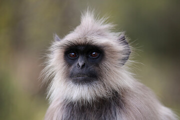 Close up Langur Monkey, Rajasthan, India 