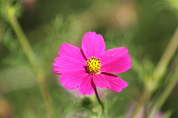 Fototapeta premium Blume