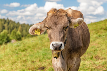 Eine allgäuer Kuh auf der Weide