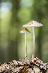 HYMENOPELLIS RADICATA growing in forest