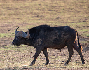 cape buffalo bull at sunset in Mokala National Park, Kimberley South Africa