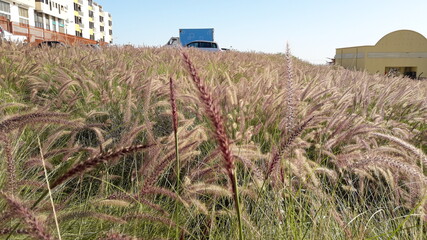 combine harvester working in the field