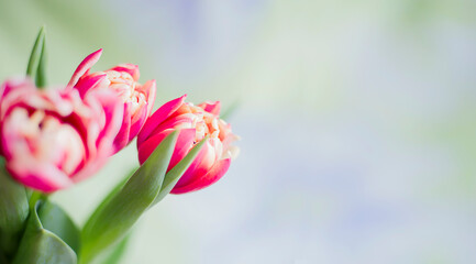 Spring background and three tulips. Spring flowers and bokeh.