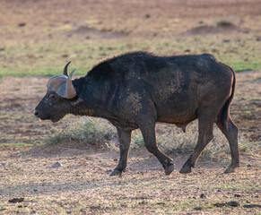 Cape buffalo bull in Mokala National Park, Kimberley South Africa