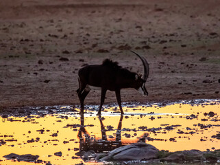 Sable antelope drinking water at sunset in Mokala National Park, Kimberley South Africa © Ruan