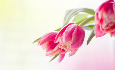 Fototapeta na wymiar Spring background and three tulips. Spring flowers and bokeh.