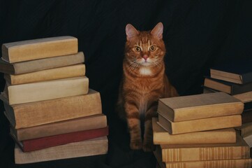 Kot z książkami