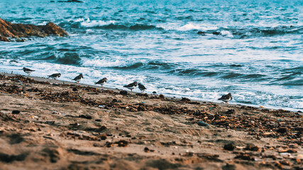 Common sandpipers near the coastline