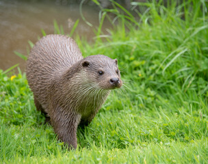 Otter on the river