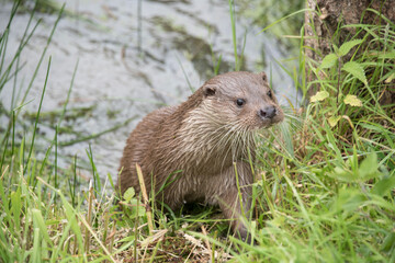 Otter emerging onto bank