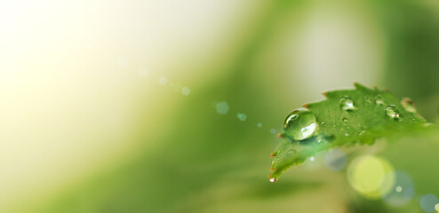 drop of dew on a green sheet solar glare