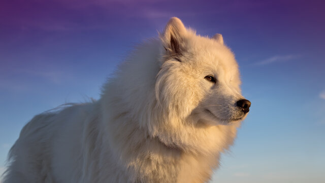 Samoyed Dog Portrait Against The Blue Sky