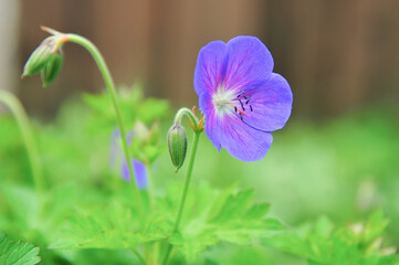 blue colored flower blossom of a wild geranium plant in the back yard garden