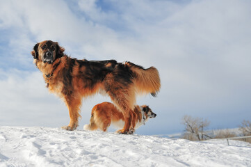 Two Pyrenees Border Collie dogs on hillside in winter at off leash park 