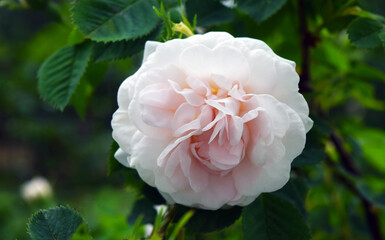 Rose flower with branch and green leaves in the garden. Nature. Blurred background, soft focus.