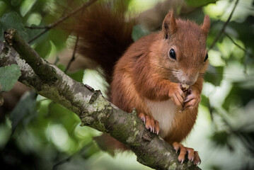 Squirrel on a tree