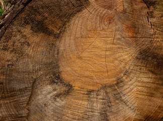 Detail of a large sawn tree trunk. Warm shades, yellow, brown and orange. 