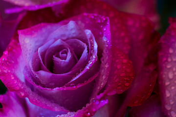 Pink purple roses with dew