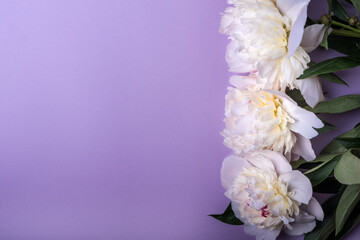 Peonies on  violet background. Floral background.