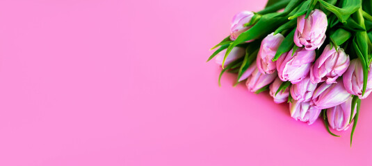 Fototapeta na wymiar Spring Banner. A bunch of pink tulips from top with space for text. Flatlay